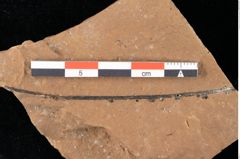 Foto (Detailansicht) von Peridermium palaeopini Ettingshausen (NHMW-GEO-2024-0188-0001)